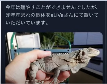 ニシキヘビ飼い主を特定 Twitterとインスタは 怪しいと話題に Naohana Blog